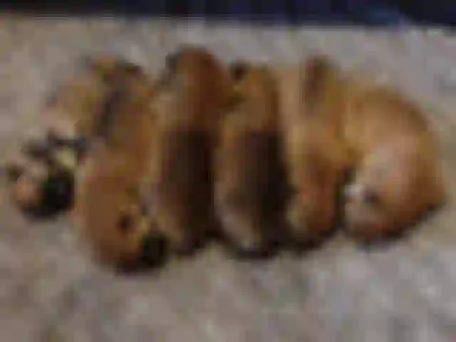 Our litters